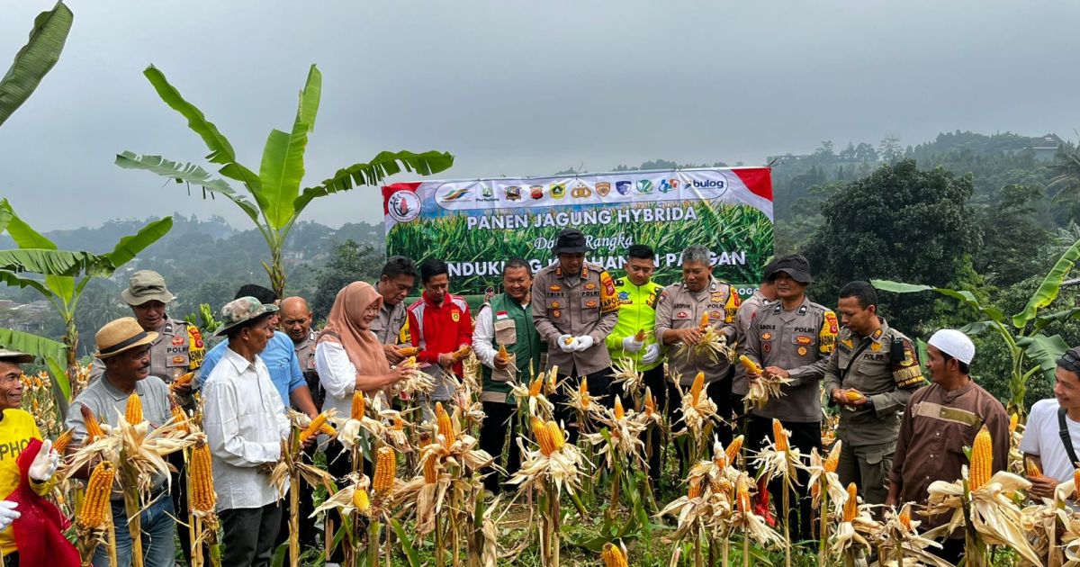 Kapolsek Babakan Madang Polres Bogor Panen Jagung Bersama Petani Jagung Bojong Koneng