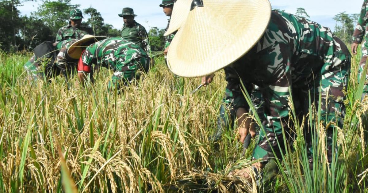 Program Ketahanan Pangan, Kodim 1710/Mimika Panen Padi Perdana