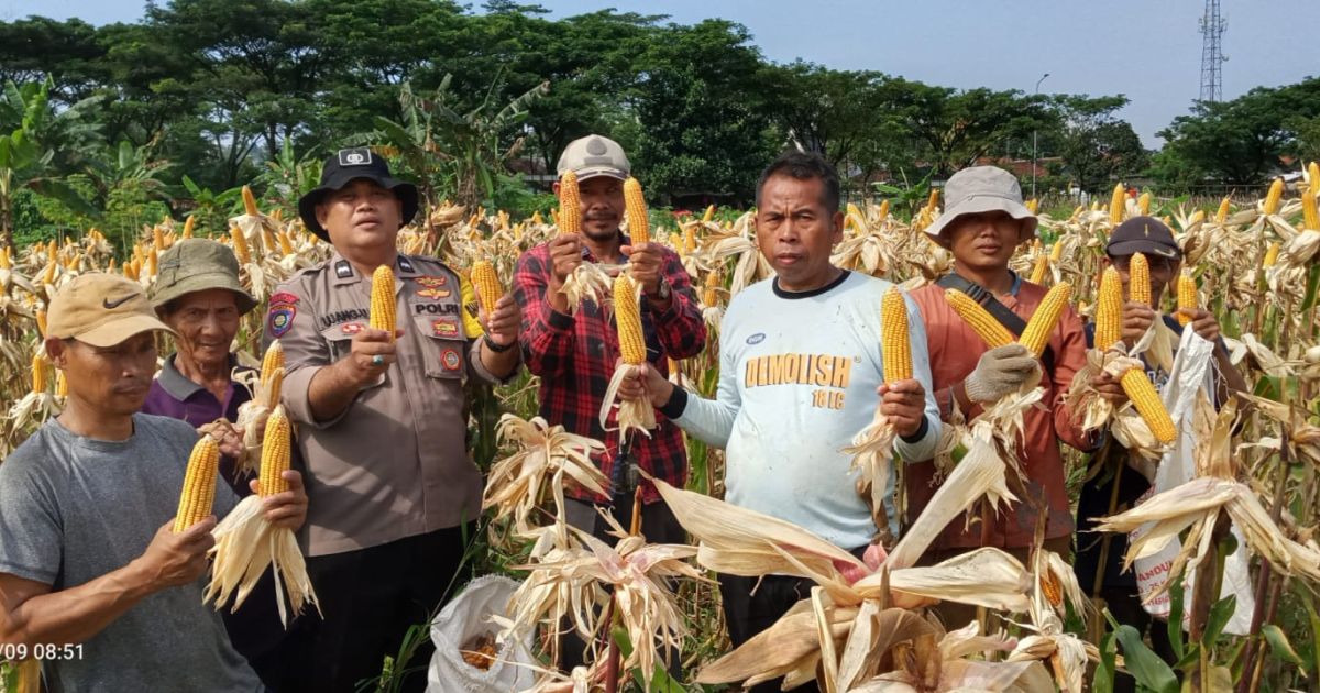 Polsek Babakan Madang Bersama Poktan Pancar Harapan Panen Jagung