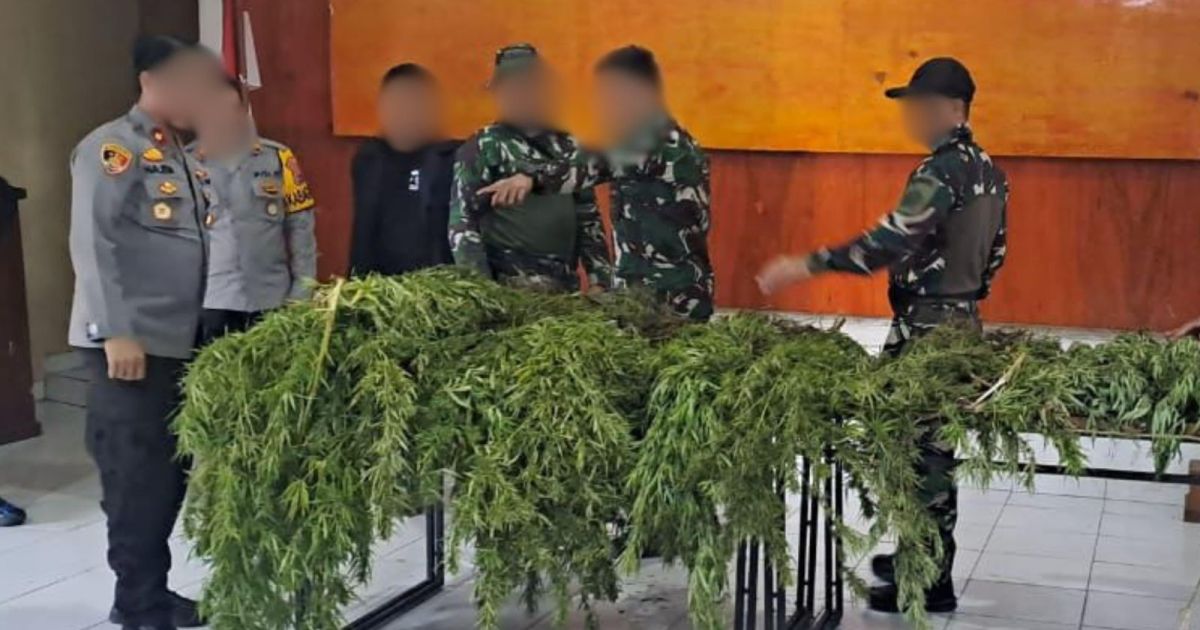 Satgas Swasembada Berhasil Ungkap Ladang Ganja di Pegunungan Bintang, Puluhan Tanaman Siap Panen Diamankan